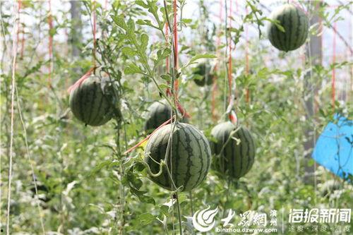 西河公园吃瓜事件视频大全,视频大全揭秘现场实况