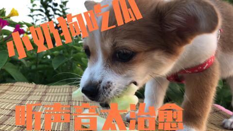 吃瓜被抓到狗狗视频在线观看,狗狗视频在线观看引发热议