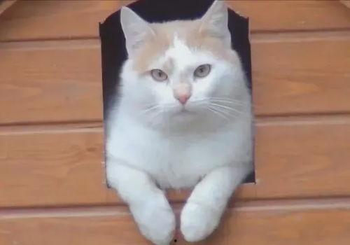 小猫会吃熟小瓜嘛视频,揭秘猫咪对熟小瓜的神奇反应