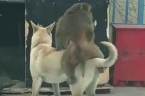 人狗吃瓜搞笑的视频大全,人狗同框吃瓜搞笑瞬间大盘点