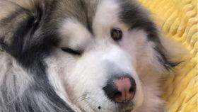 柯基可以吃三月瓜吗视频,揭秘三月瓜的美食之旅