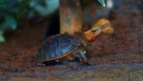 cp龟吃瓜视频,揭秘娱乐圈背后的甜蜜与酸楚