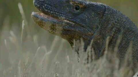 吃瓜蜥蜴视频解说全集,揭秘热门事件背后的真相与笑料